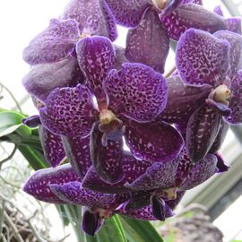 Orchidee im Hängekorb