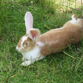 Das Kaninchen war auch da.