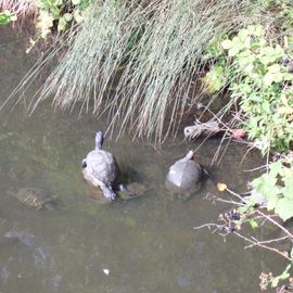 Schmuckschildkröten im Wassergraben
