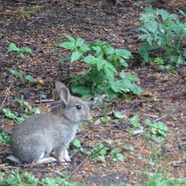 junges Wildkaninchen