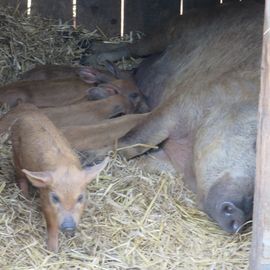 Wollschweine: Muttersau mit Ferkeln