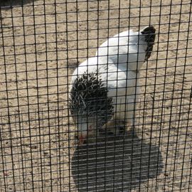 gefährliches Huhn?