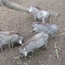Junge Warzenschweine