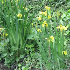 gelbe Iris am Schwanenspiegel