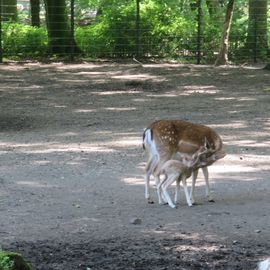 Hirschkuh mit -kalb