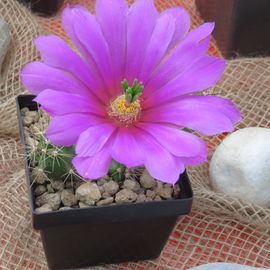 7. Kakteentage - Echinocereus B