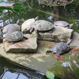 verschiedene Wasserschildkröten