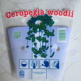 Transportschutz für Ceropegia woodii