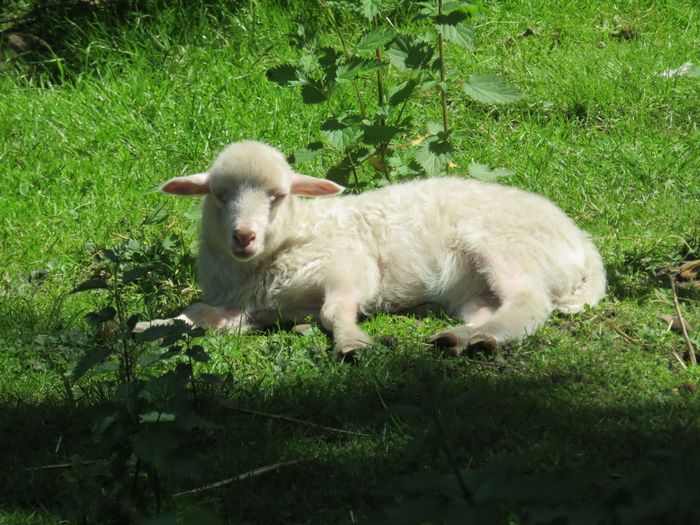 Lamm der Ouessant Schafe