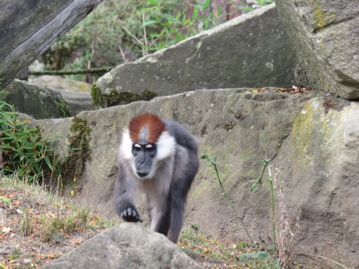 Nutzerbilder Westfälischer Zoologischer Garten Münster GmbH, Allwetterzoo