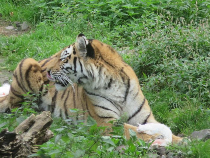 Nutzerbilder ZOO Duisburg AG