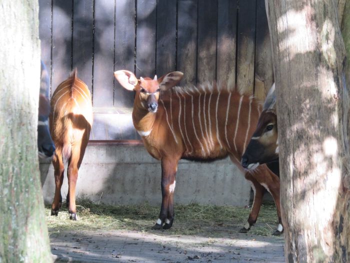 Bongos