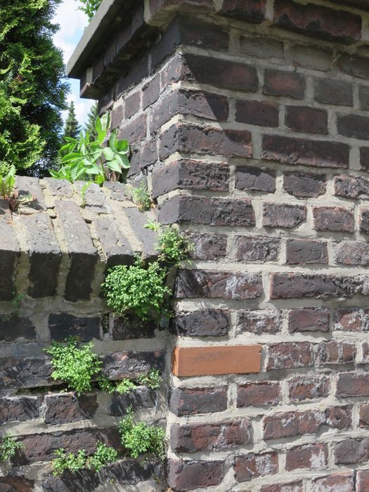 Mauerraute wächst in den Fugen der Backsteinmauer