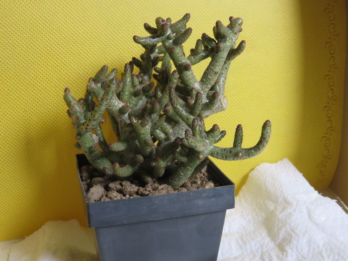 Tylecodon buchholzianus