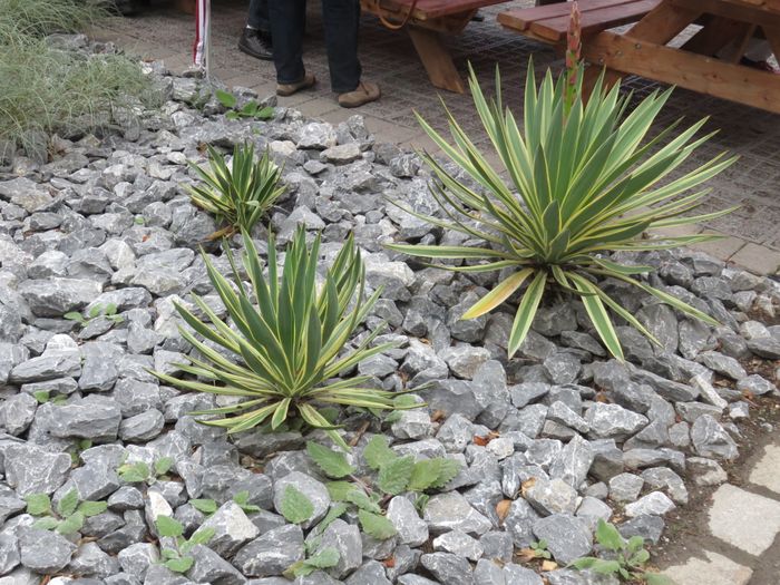 Yucca nobilis variegata vor dem Haus