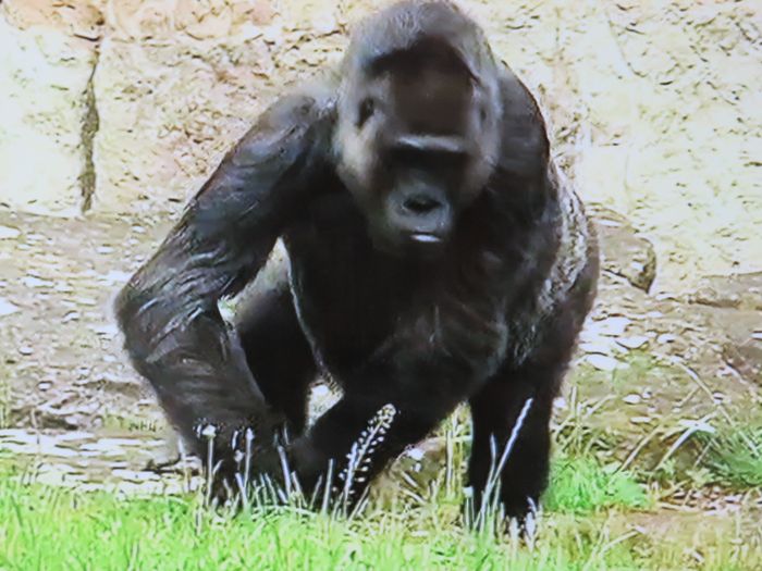 Nutzerbilder Zoologischer Garten Berlin AG