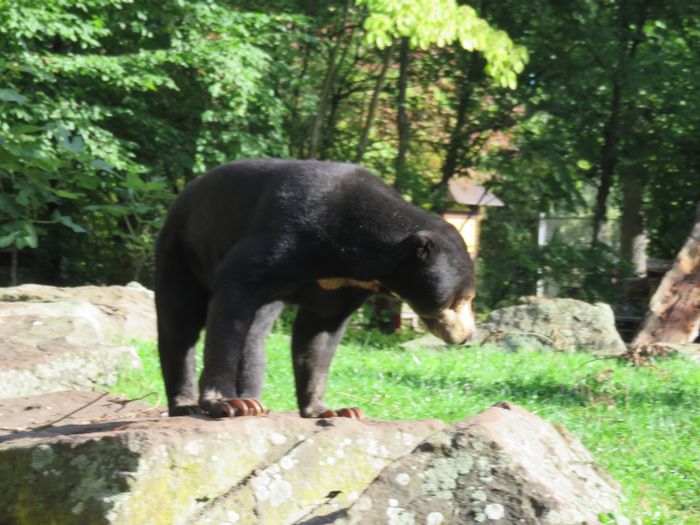 Nutzerbilder Westfälischer Zoologischer Garten Münster GmbH, Allwetterzoo