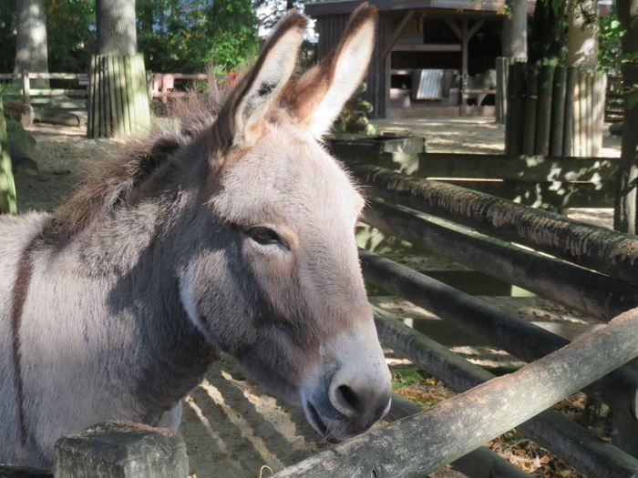 Nutzerbilder Westfälisches Pferdemuseum im Allwetterzoo