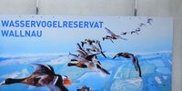Nutzerfoto 4 Naturschutzbund Deutschland e.V. (NABU) Wasservogelreservat Wallnau Informationszentrum