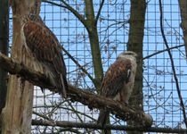 Bild zu Tierpark Hamm