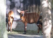 Bild zu Allwetterzoo