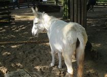 Bild zu Westfälisches Pferdemuseum im Allwetterzoo