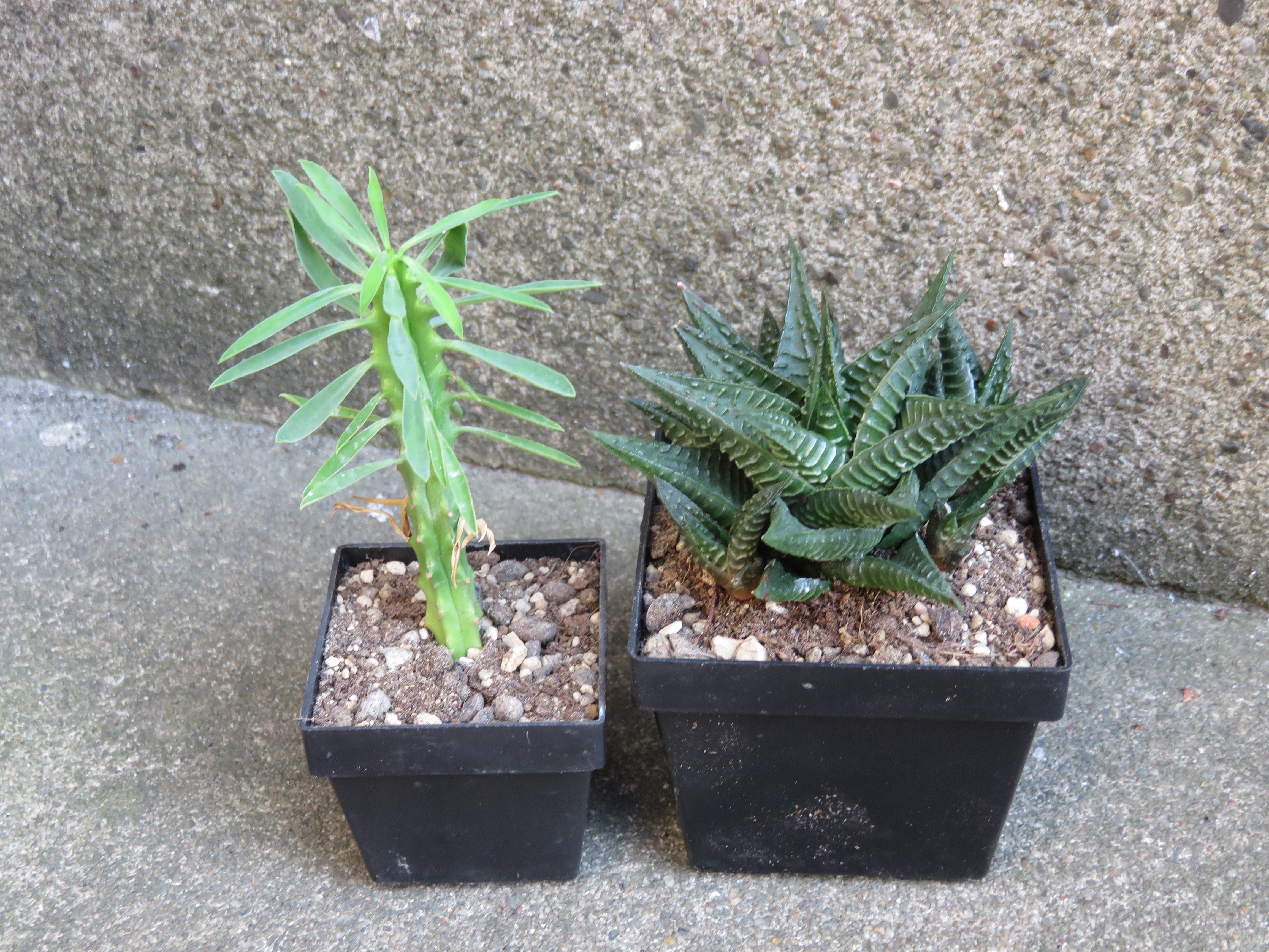 Euphorbia und Haworthia, Jungpflanzen
