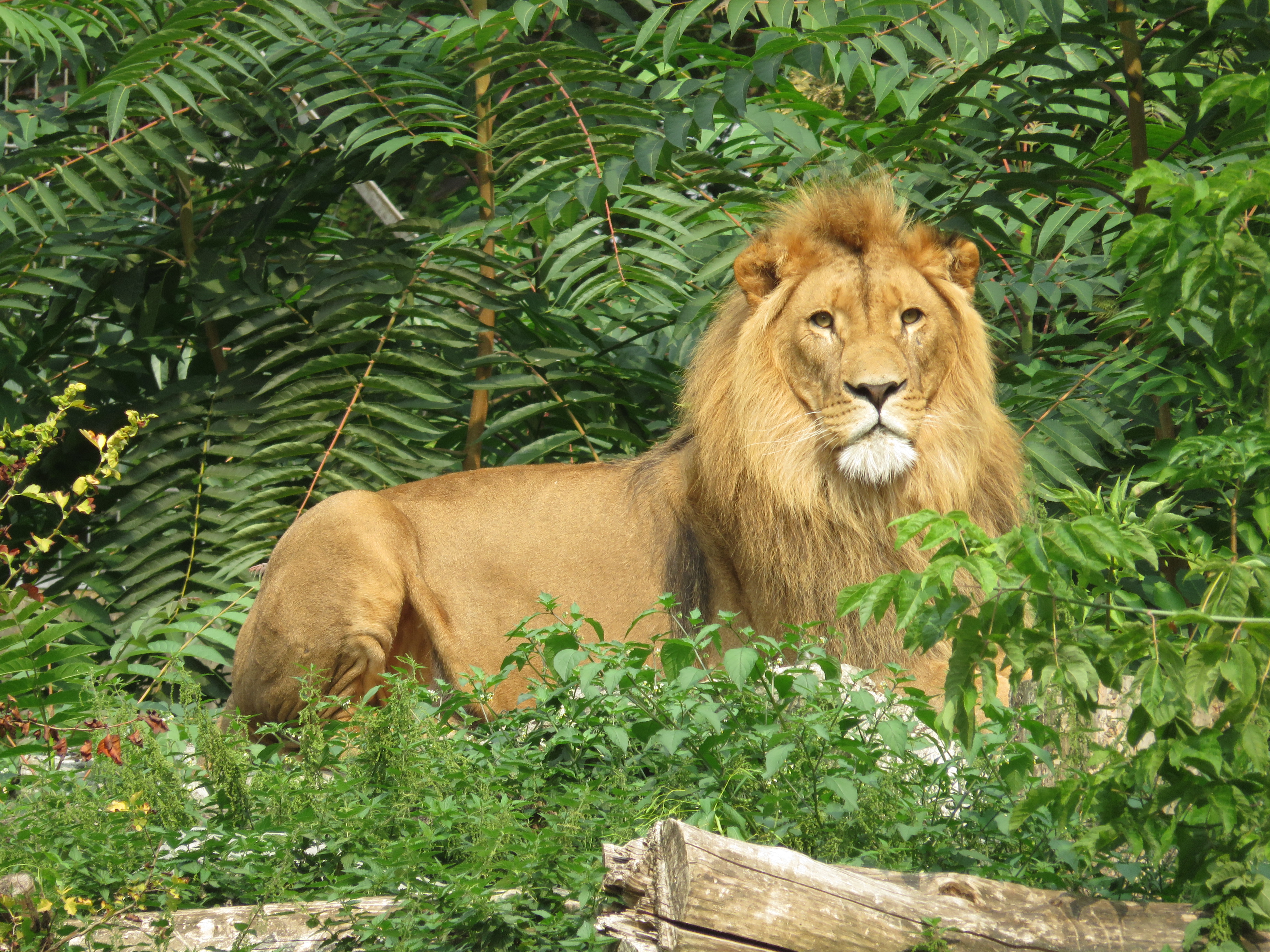 Der König der Tiere (Tsavo)