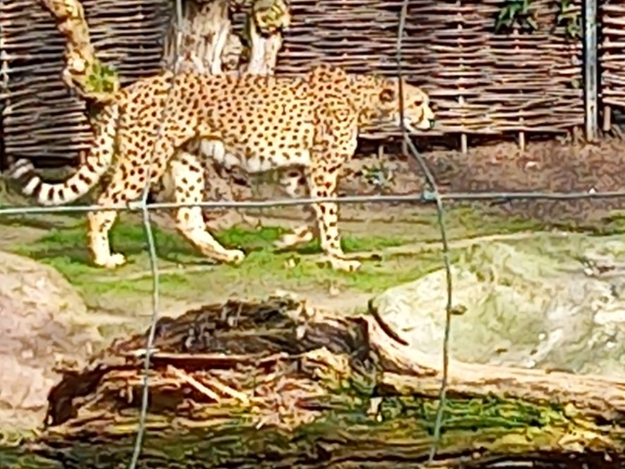 Gepard