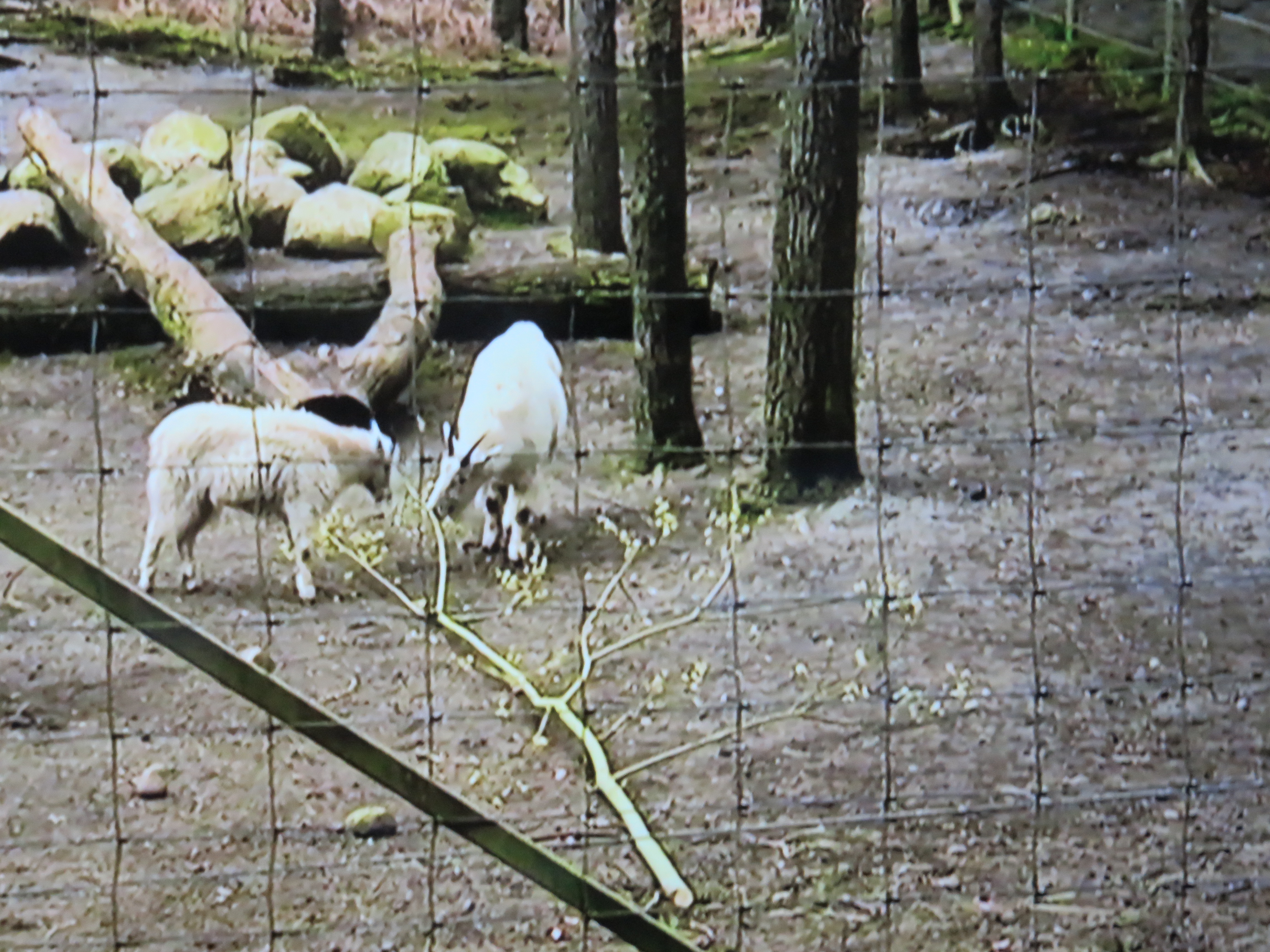 Schneeziegen