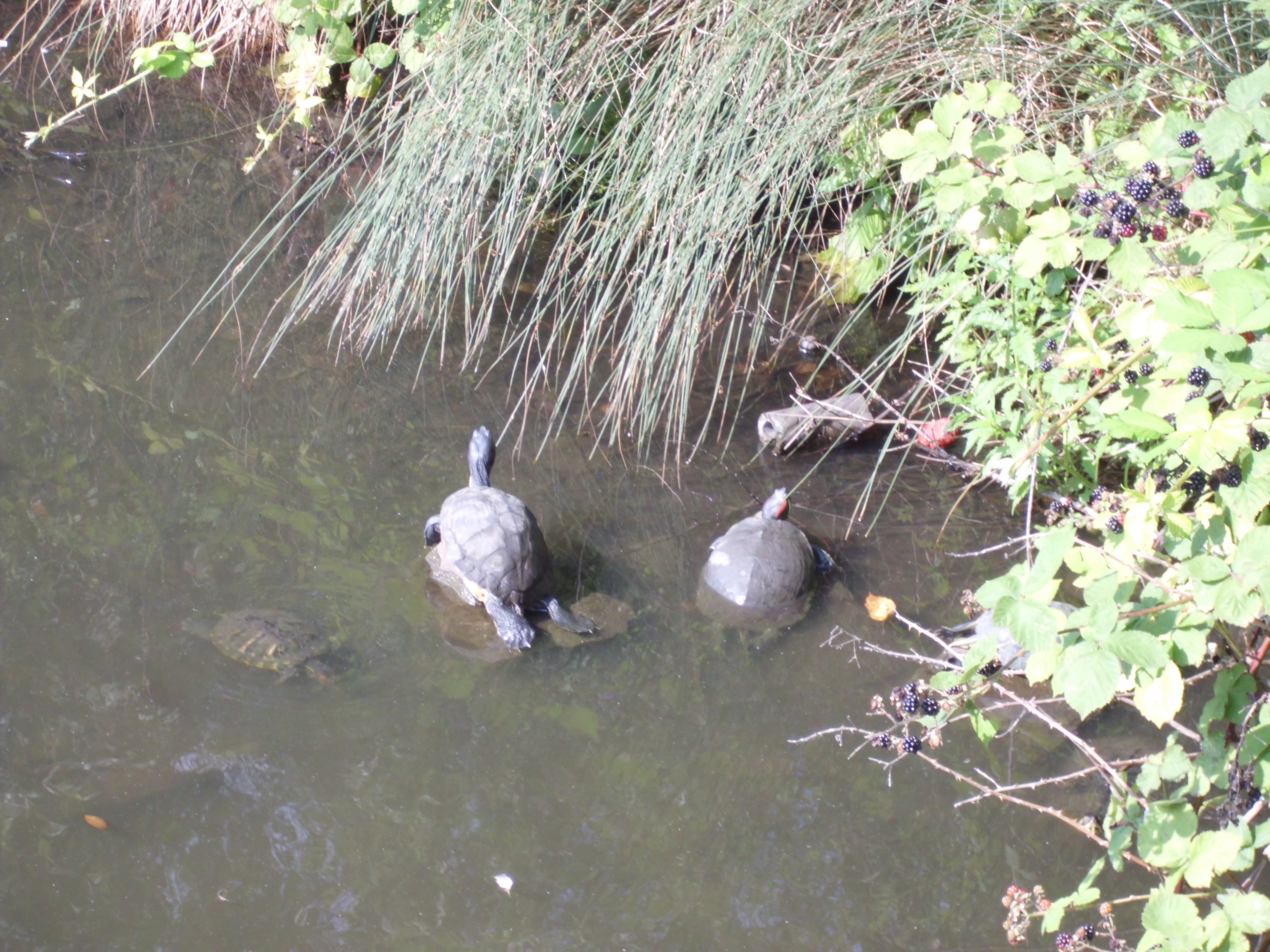 Schmuckschildkröten im Wassergraben