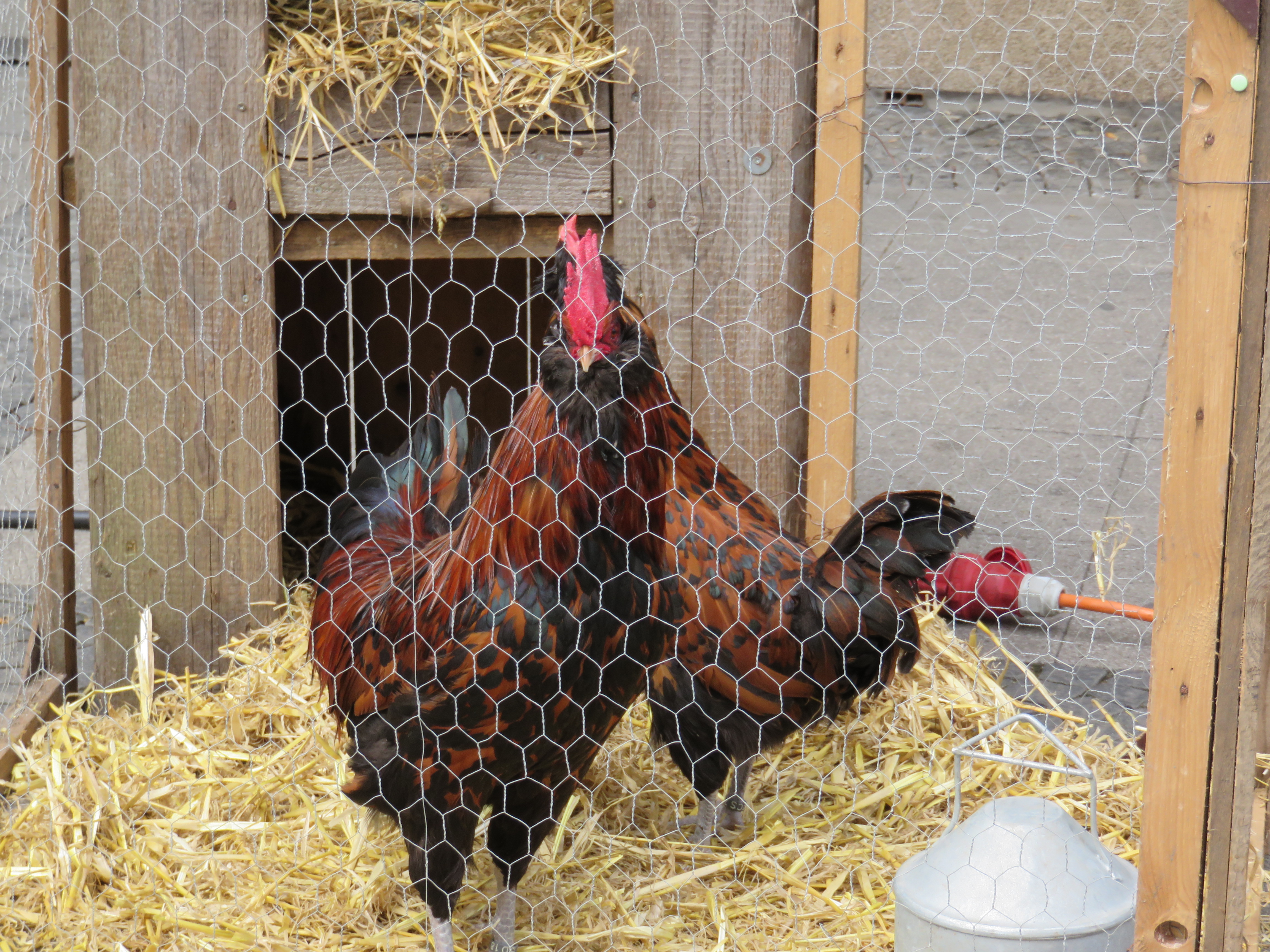 Hühner mit braun-schwarzem Gefieder