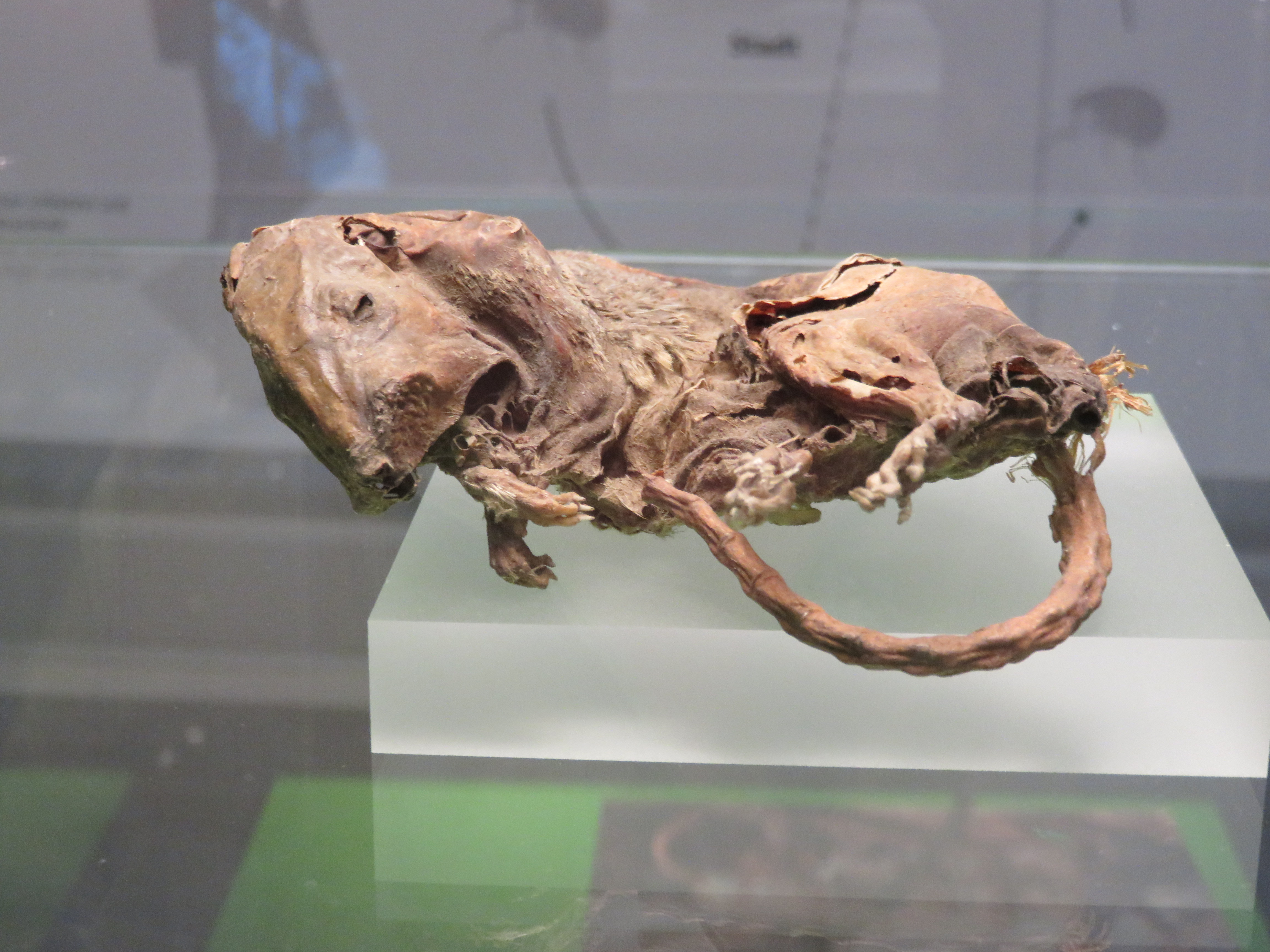 Ausstellung 'Pest!' - Skelett einer infizierten Ratte