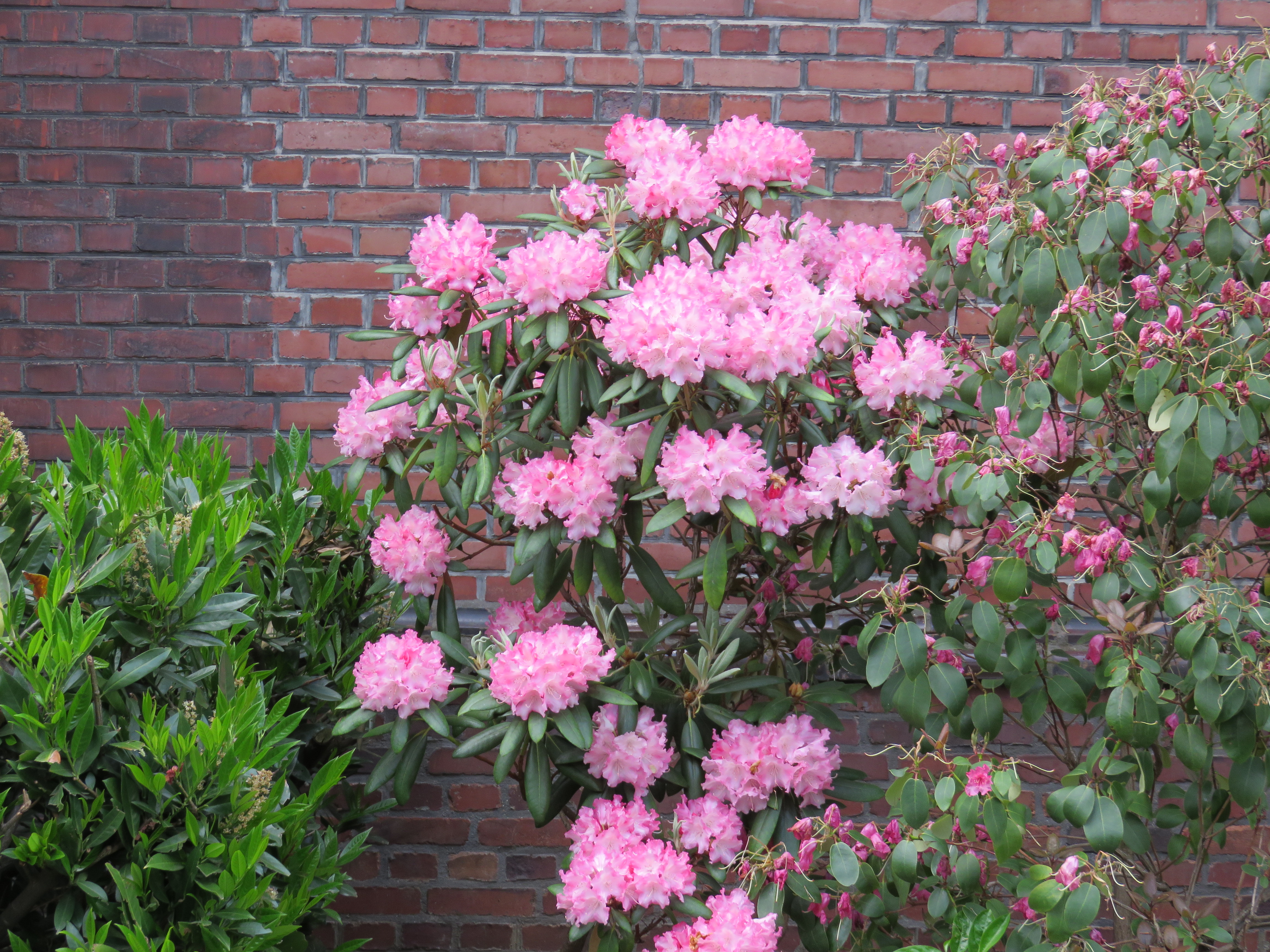 Rhododendron an der Seite