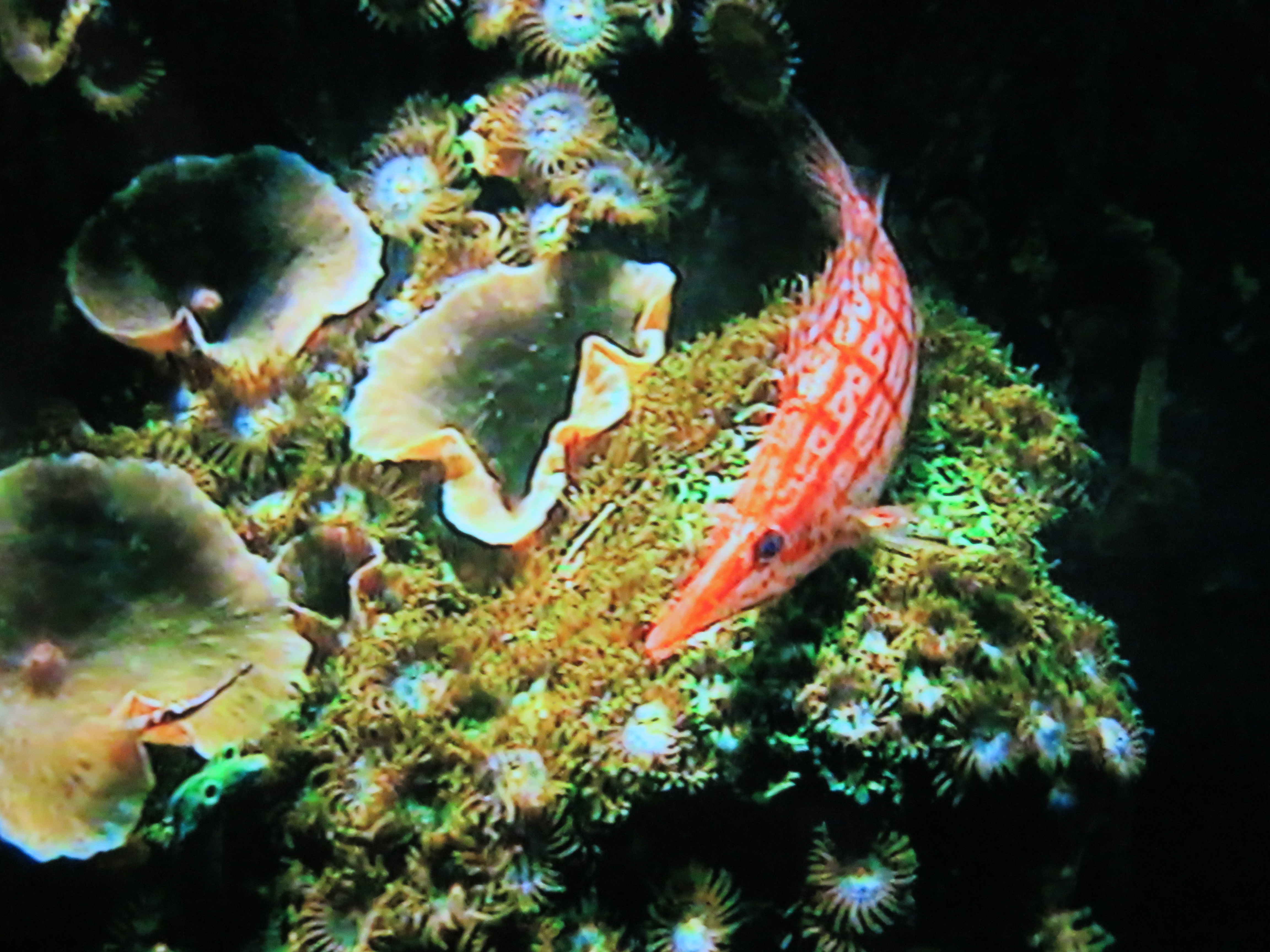 Korallenwächter (Oxycirrhites)