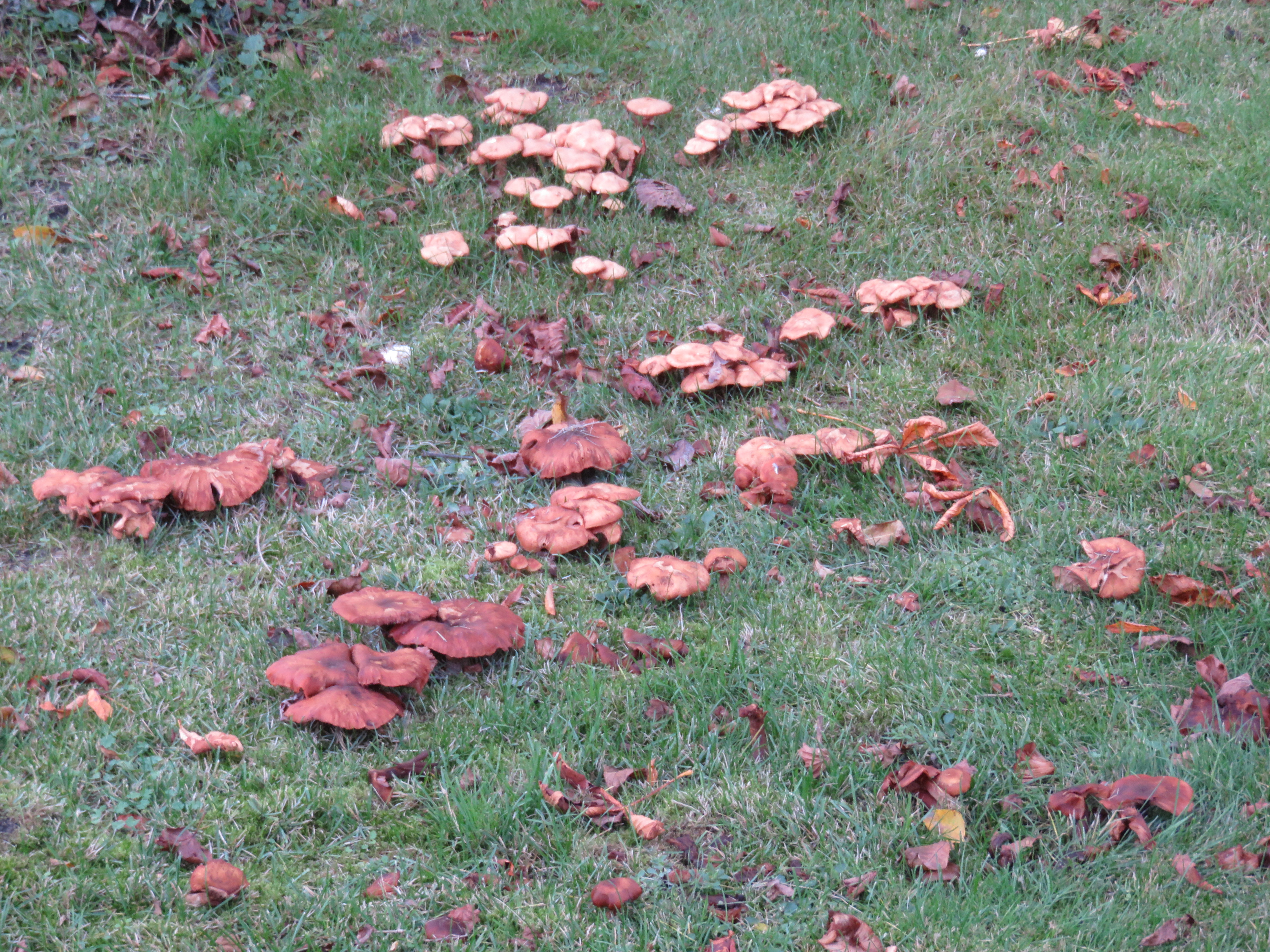 Pilze auf einer Wiese im Schlosspark