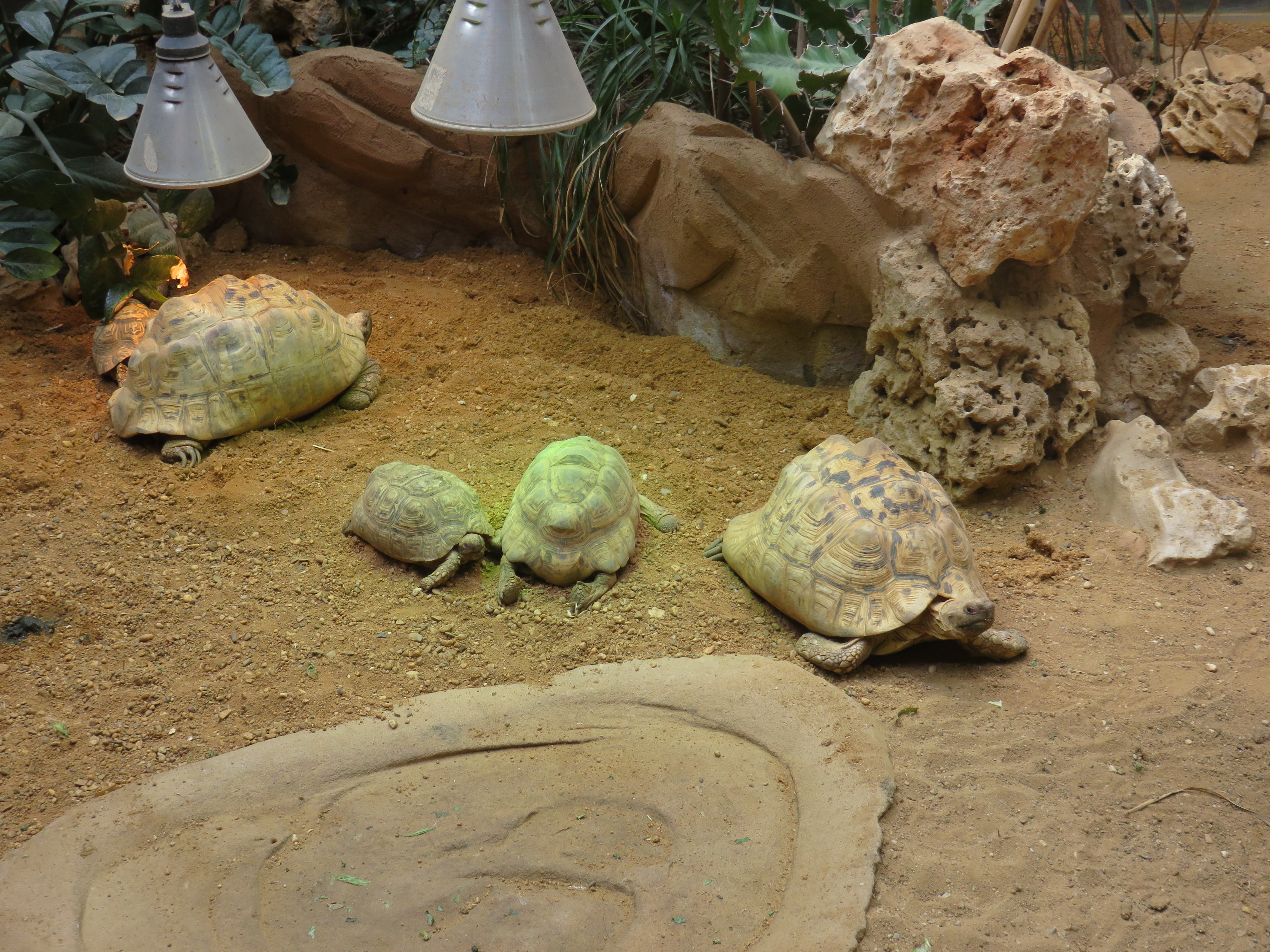 Waldschildkröten, verschiedene Generationen