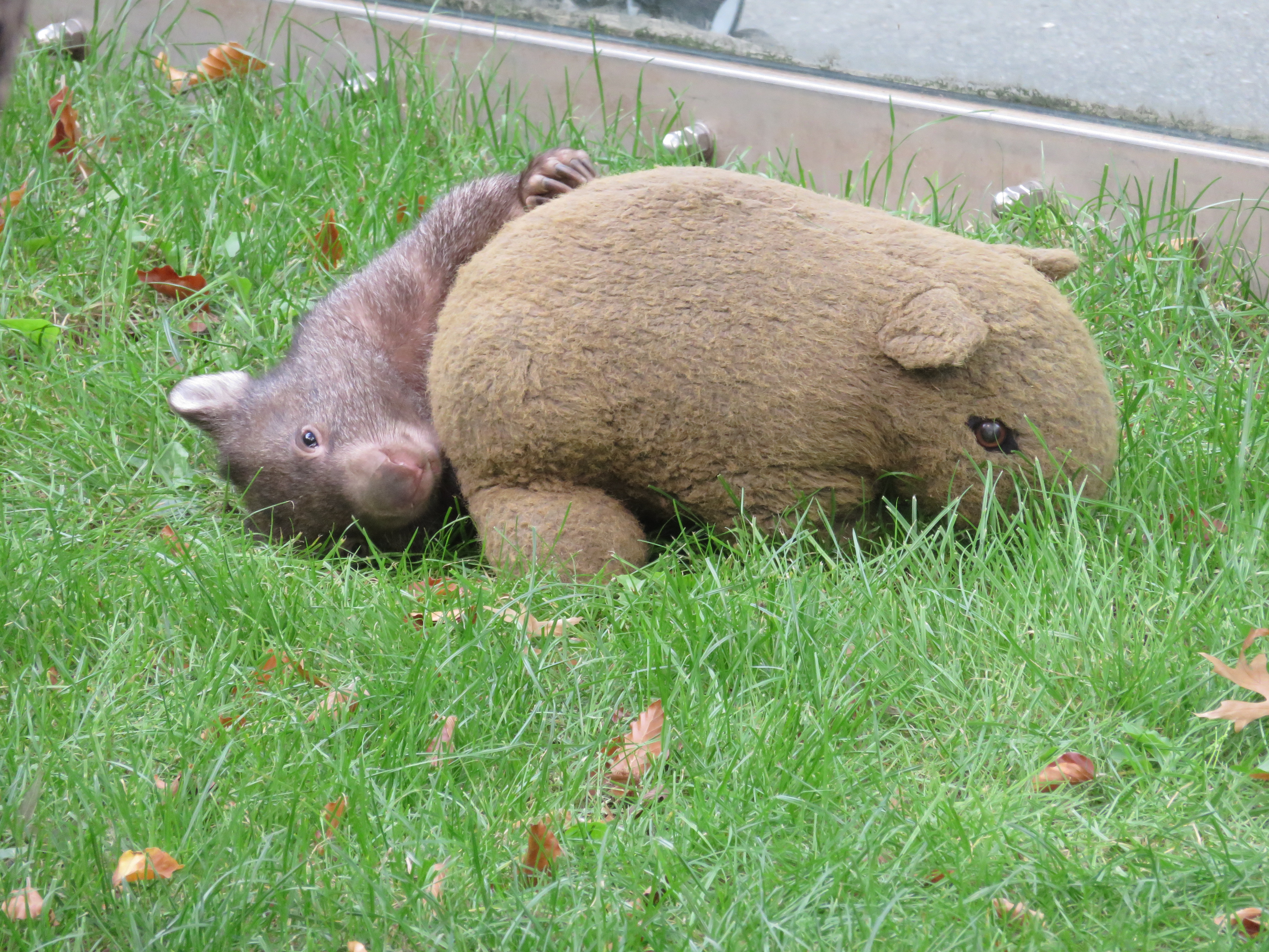Wombat mit Kuscheltier