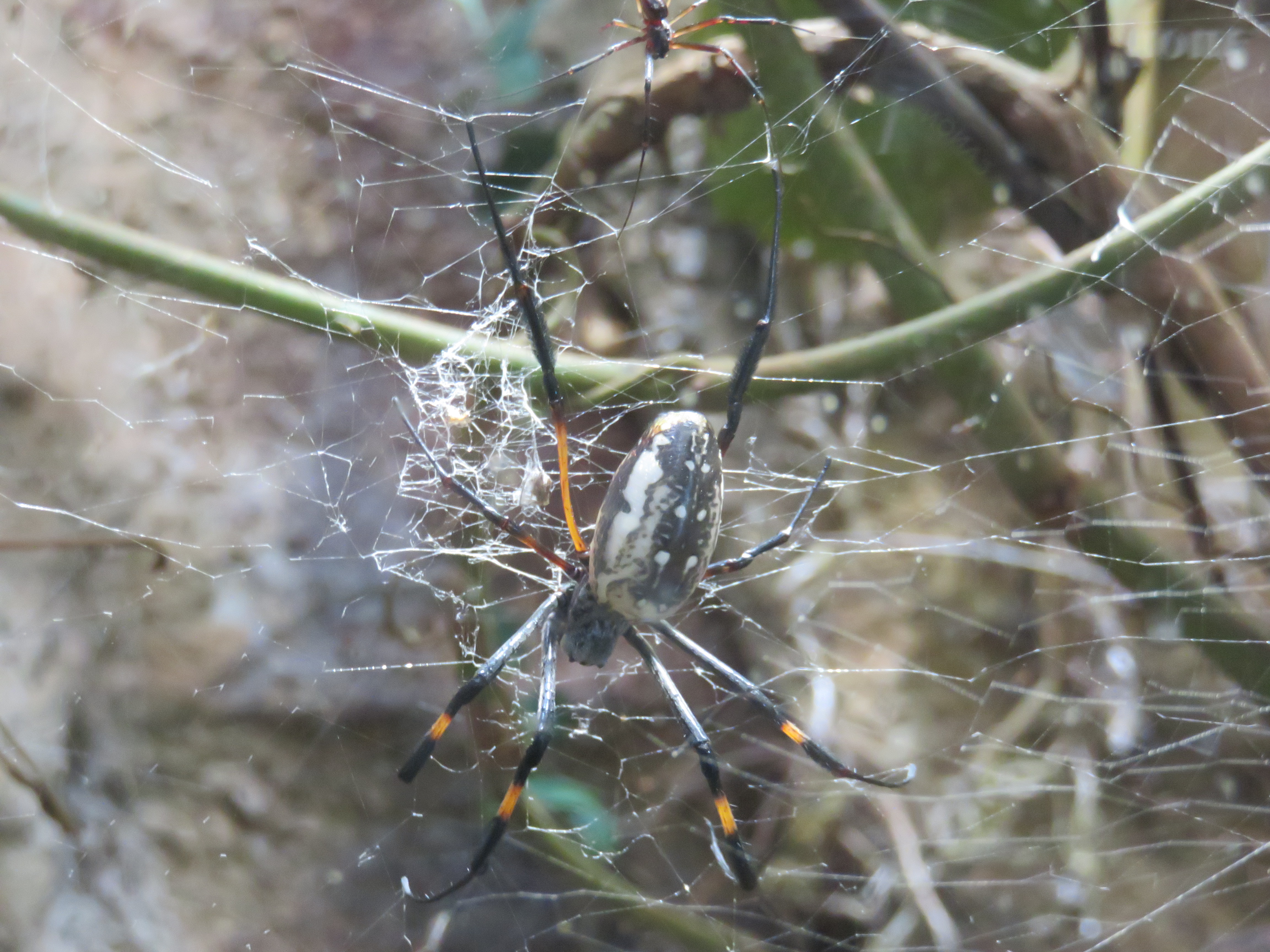 Spinnenmännchen (ganz oben) macht Weibchen an
