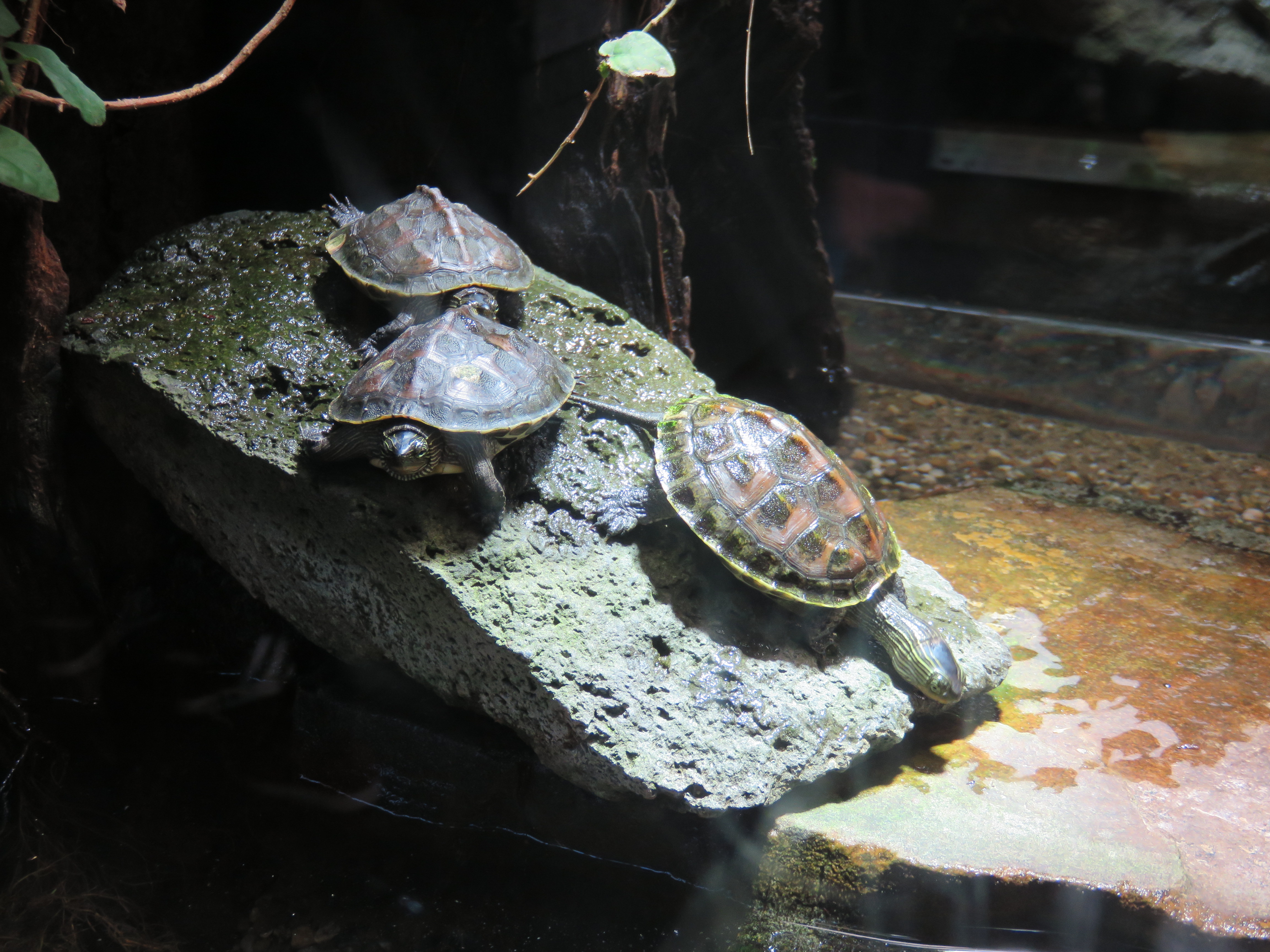 Aquarium: Nachzucht geschützter Wasserschildkröten