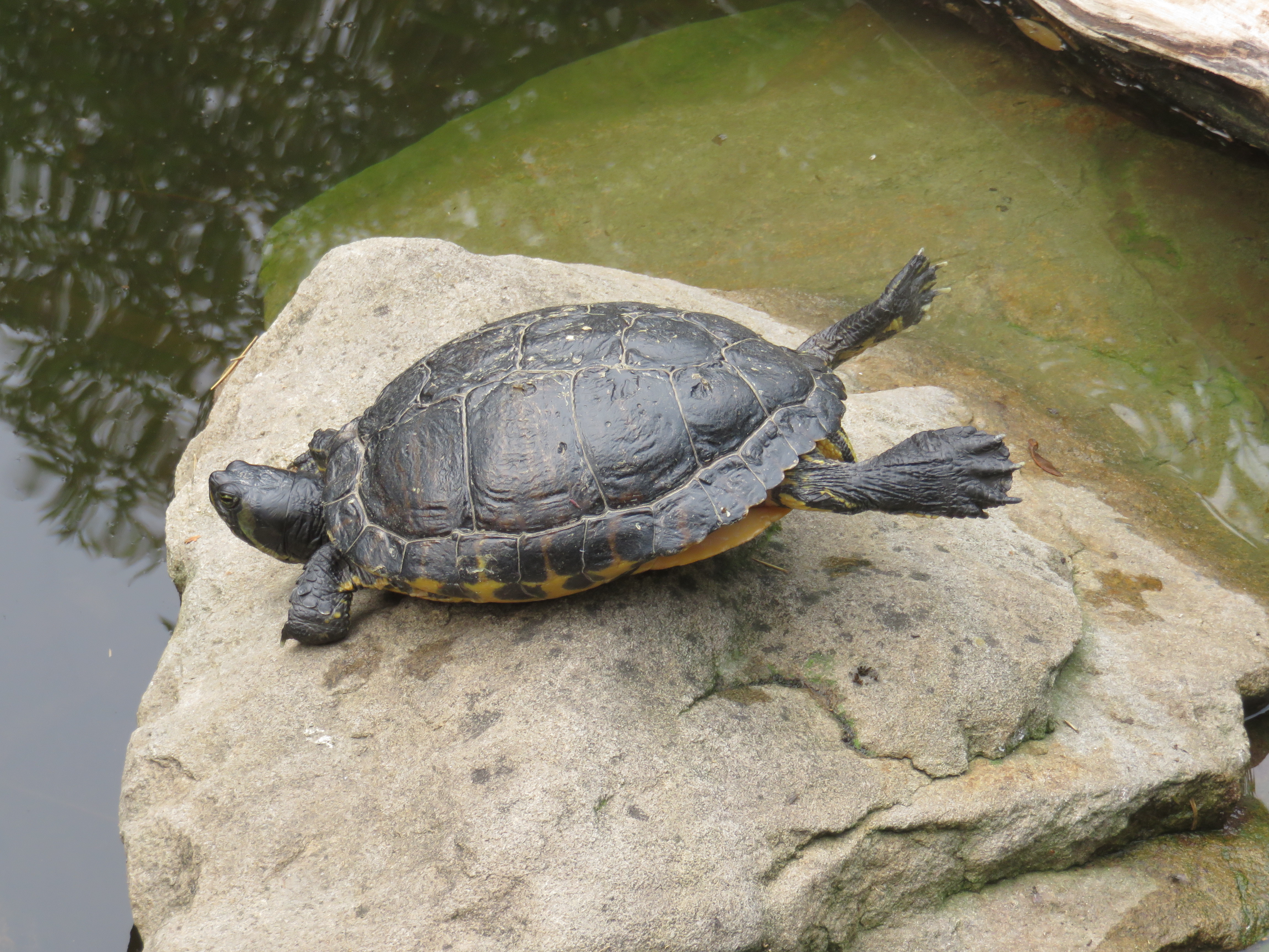 Die Wasserschildkröte ist eine Angeberin.