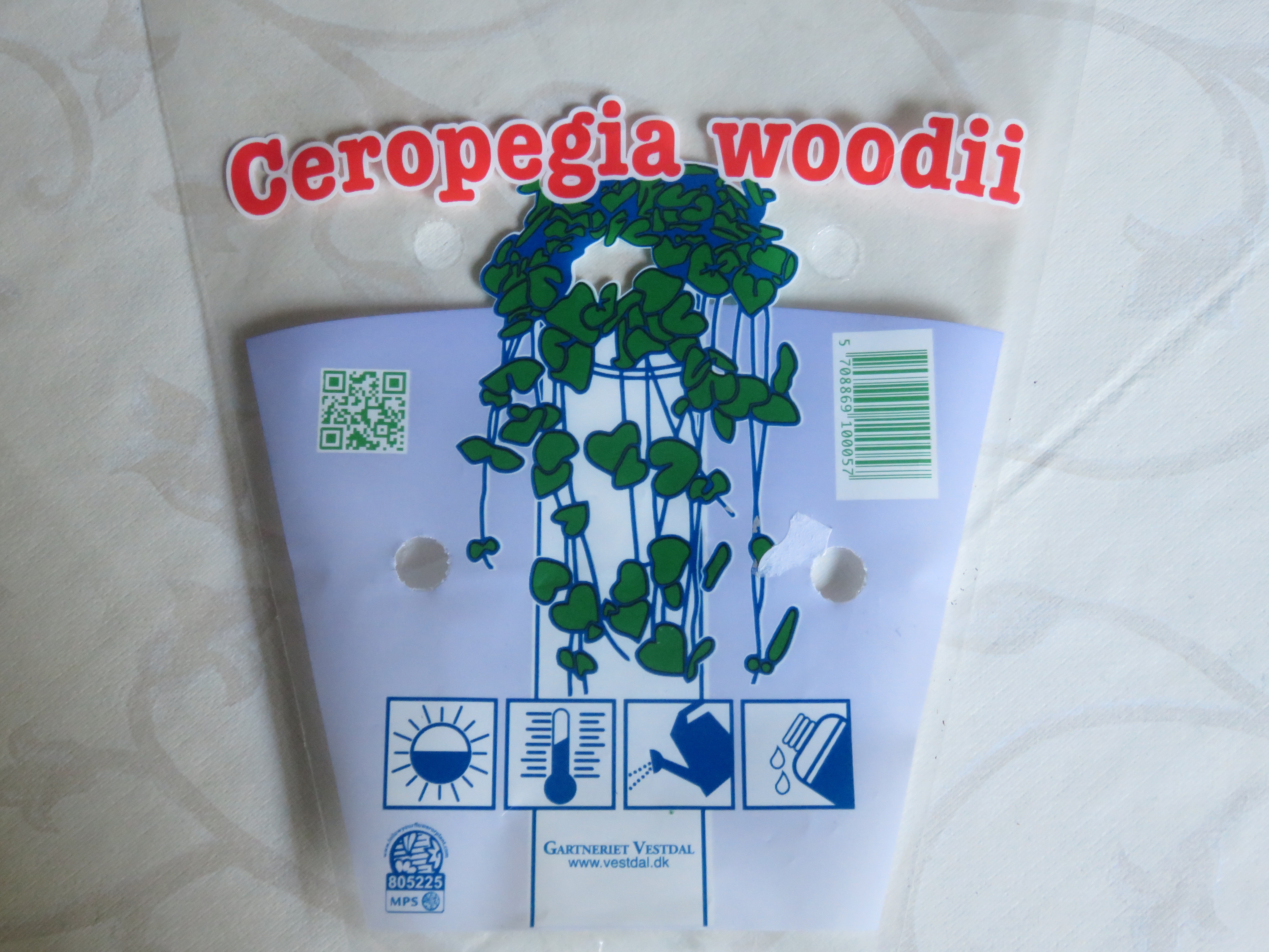Transportschutz für Ceropegia woodii