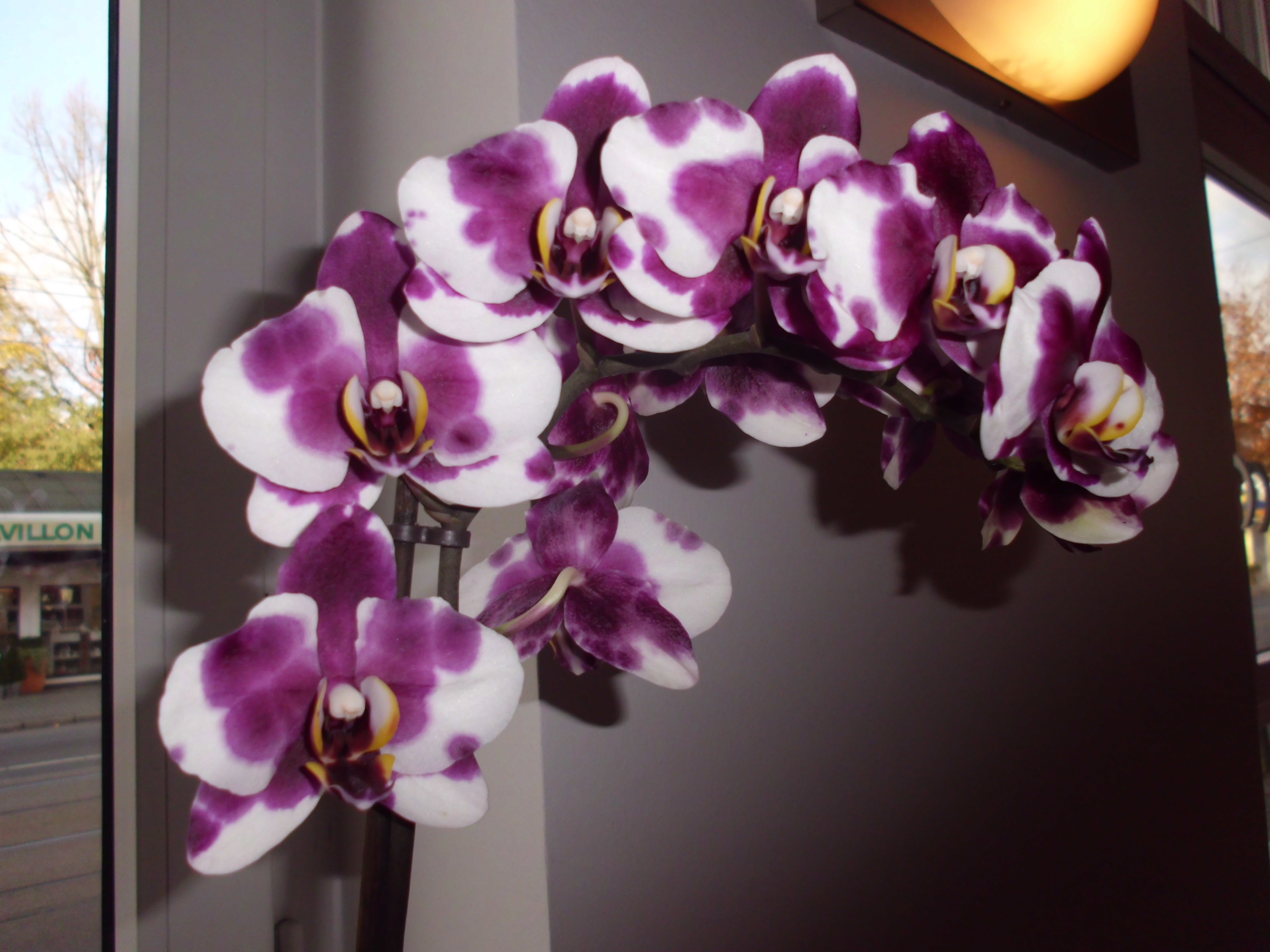 Orchideenblüte