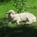 Tiergehege im Kaisergarten Oberhausen in Oberhausen im Rheinland