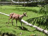 Nutzerbilder Gemeinde Lohberg Tierpark