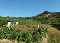 Bild zu Majer's Weinscheuer Weingut Majer