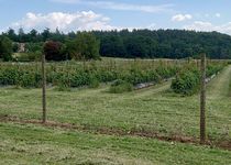 Bild zu Beerenmeile Lappersdorf