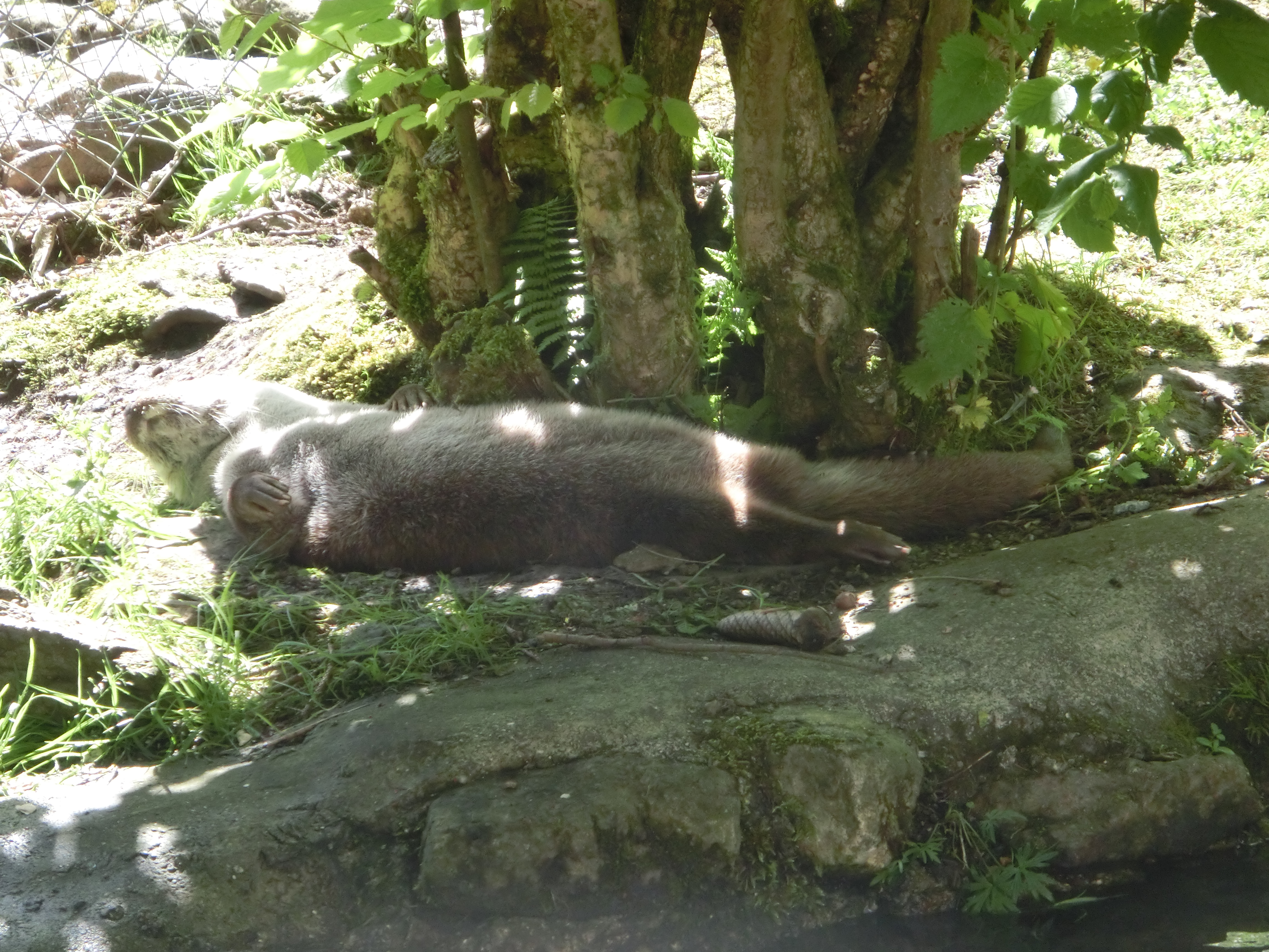 schlafender Otter