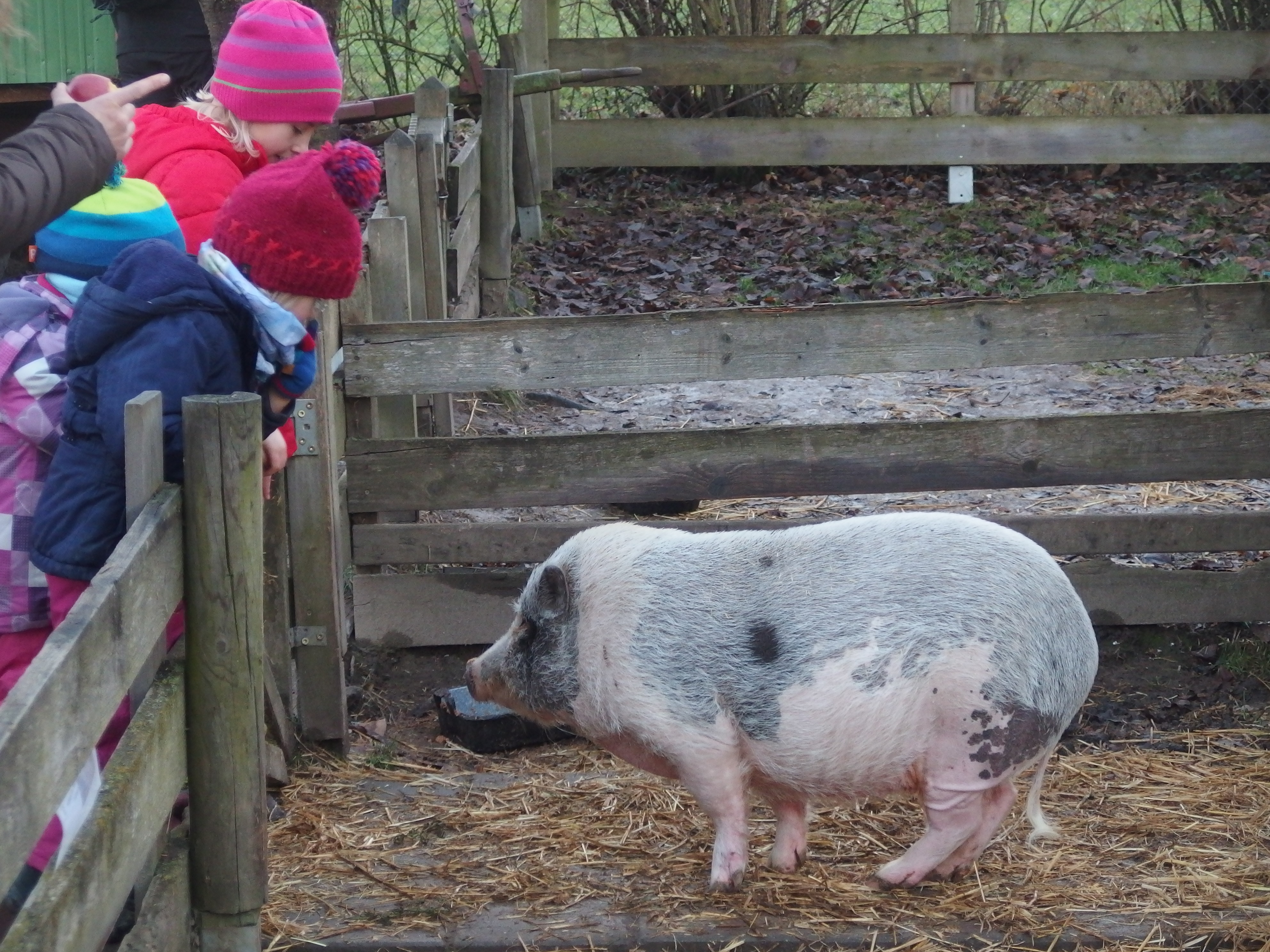 Das Schwein läßt sich streicheln