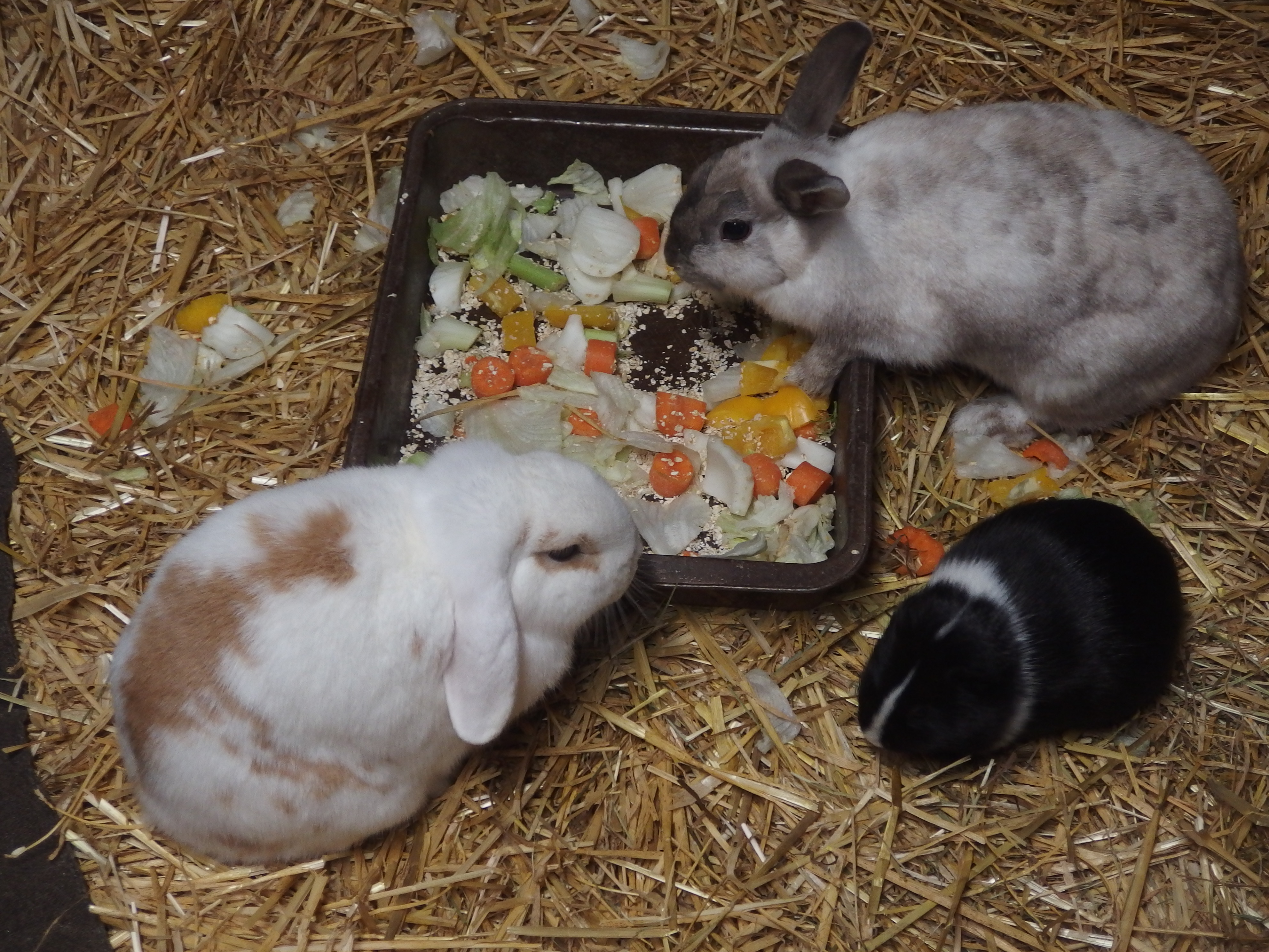 Kaninchen und Meerschweinchen